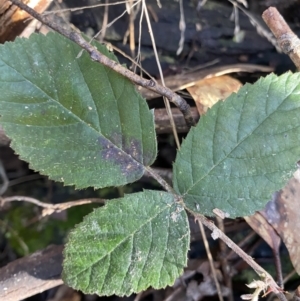 Rubus anglocandicans at Paddys River, ACT - 26 Jun 2022