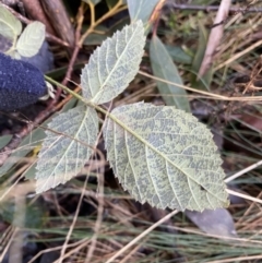 Rubus anglocandicans at Paddys River, ACT - 26 Jun 2022