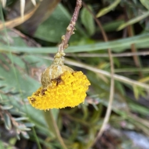 Leptorhynchos squamatus subsp. alpinus at Cotter River, ACT - 26 Jun 2022