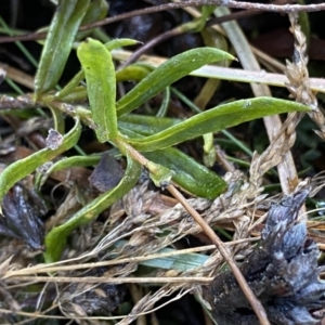 Leptorhynchos squamatus subsp. alpinus at Cotter River, ACT - 26 Jun 2022