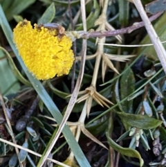 Leptorhynchos squamatus subsp. alpinus at Cotter River, ACT - 26 Jun 2022