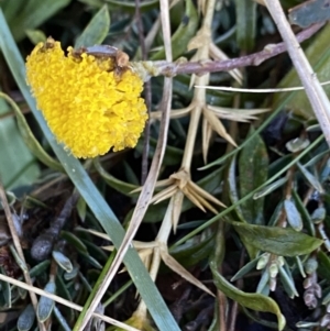 Leptorhynchos squamatus subsp. alpinus at Cotter River, ACT - 26 Jun 2022