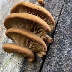 zz Agaric (stemless) at Namadgi National Park - 26 Jun 2022 by Ned_Johnston