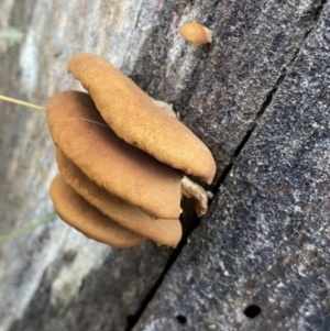 zz Agaric (stemless) at Cotter River, ACT - 26 Jun 2022