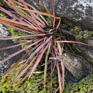 Stylidium montanum at Paddys River, ACT - 26 Jun 2022