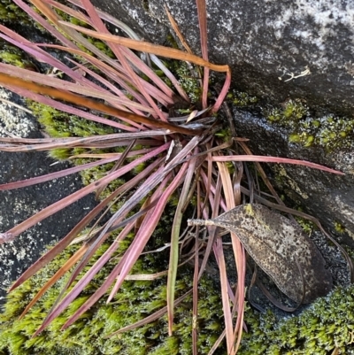 Stylidium montanum (alpine triggerplant) at Paddys River, ACT - 26 Jun 2022 by NedJohnston