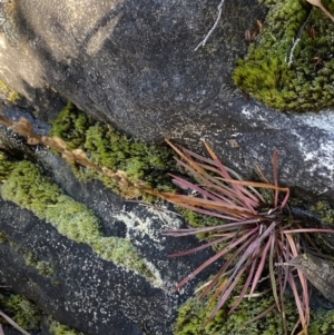 Stylidium montanum at Paddys River, ACT - 26 Jun 2022