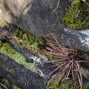 Stylidium montanum at Paddys River, ACT - 26 Jun 2022 10:55 AM