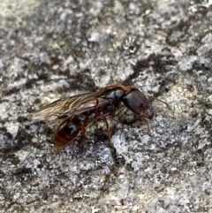 Amblyopone sp. (genus) (Slow ant) at Cotter River, ACT - 26 Jun 2022 by Ned_Johnston