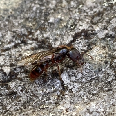 Amblyopone sp. (genus) (Slow ant) at Cotter River, ACT - 26 Jun 2022 by NedJohnston