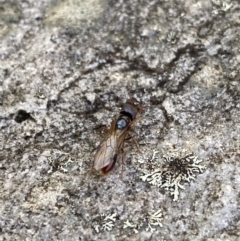 Amblyopone sp. (genus) at Cotter River, ACT - 26 Jun 2022