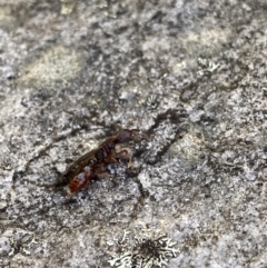 Amblyopone sp. (genus) at Cotter River, ACT - 26 Jun 2022