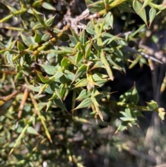 Daviesia ulicifolia (Gorse Bitter-pea) at Paddys River, ACT - 26 Jun 2022 by NedJohnston