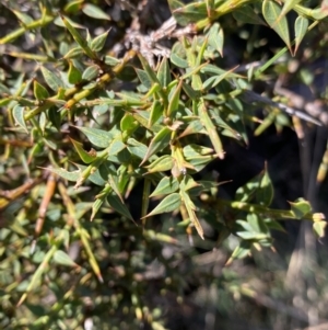 Daviesia ulicifolia at Paddys River, ACT - 26 Jun 2022