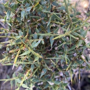 Daviesia ulicifolia at Paddys River, ACT - 26 Jun 2022