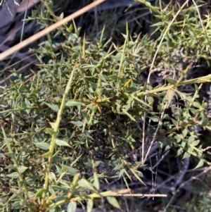 Daviesia ulicifolia at Paddys River, ACT - 26 Jun 2022