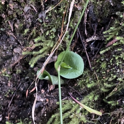 Corysanthes sp. (A Helmet Orchid) at Paddys River, ACT - 25 Jun 2022 by Ned_Johnston