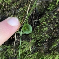 Corysanthes sp. at suppressed - suppressed