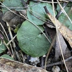 Corysanthes sp. (A Helmet Orchid) at Tidbinbilla Nature Reserve - 25 Jun 2022 by Ned_Johnston