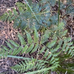 Pteridium esculentum (Bracken) at Tidbinbilla Nature Reserve - 26 Jun 2022 by NedJohnston