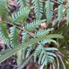 Pteridium esculentum at Paddys River, ACT - 26 Jun 2022