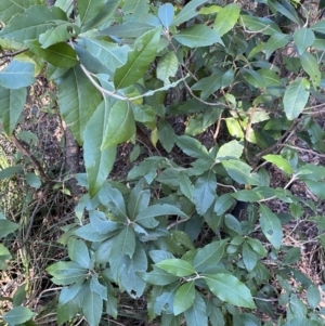 Olearia argophylla at Paddys River, ACT - 26 Jun 2022