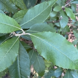 Olearia argophylla at Paddys River, ACT - 26 Jun 2022