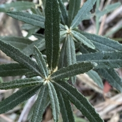 Olearia erubescens (Silky Daisybush) at Paddys River, ACT - 26 Jun 2022 by NedJohnston