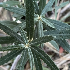 Olearia erubescens at Paddys River, ACT - 26 Jun 2022