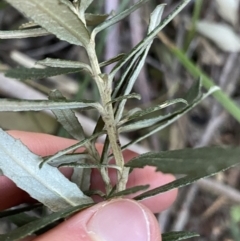 Olearia erubescens at Paddys River, ACT - 26 Jun 2022