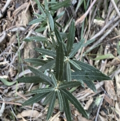 Olearia erubescens at Paddys River, ACT - 26 Jun 2022