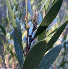 Daviesia mimosoides subsp. mimosoides at Paddys River, ACT - 26 Jun 2022 by NedJohnston