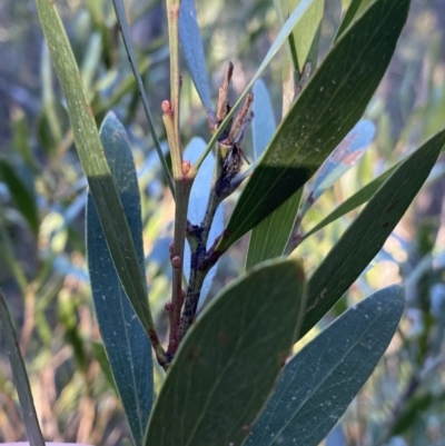 Daviesia mimosoides subsp. mimosoides at Paddys River, ACT - 26 Jun 2022 by NedJohnston