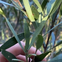 Daviesia mimosoides subsp. mimosoides at Paddys River, ACT - 26 Jun 2022