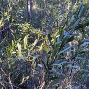 Daviesia mimosoides subsp. mimosoides at Paddys River, ACT - 26 Jun 2022