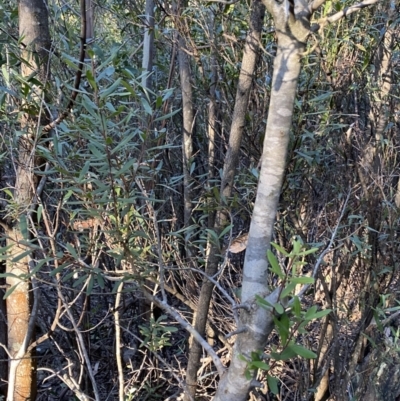 Persoonia subvelutina (Velvety Geebung) at Paddys River, ACT - 26 Jun 2022 by NedJohnston