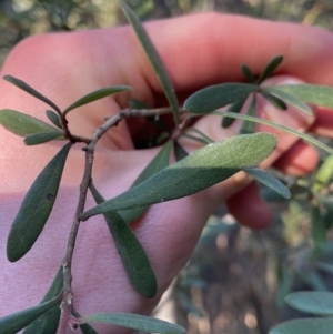 Persoonia subvelutina at Paddys River, ACT - 26 Jun 2022