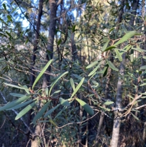 Persoonia subvelutina at Paddys River, ACT - 26 Jun 2022 08:49 AM