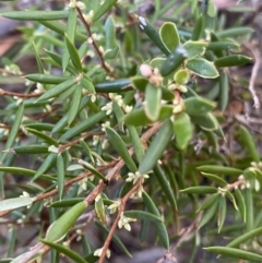 Monotoca scoparia (Broom Heath) at Paddys River, ACT - 26 Jun 2022 by NedJohnston