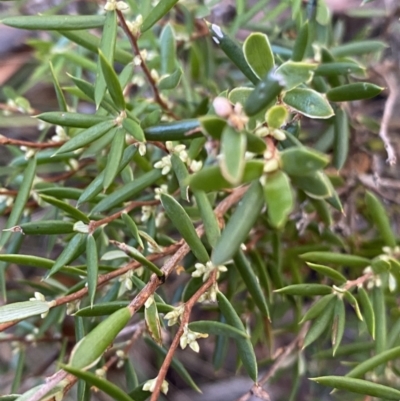 Monotoca scoparia (Broom Heath) at Paddys River, ACT - 26 Jun 2022 by NedJohnston