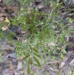 Monotoca scoparia at Paddys River, ACT - 26 Jun 2022 09:16 AM