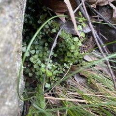 Asplenium flabellifolium (Necklace Fern) at Tidbinbilla Nature Reserve - 26 Jun 2022 by NedJohnston