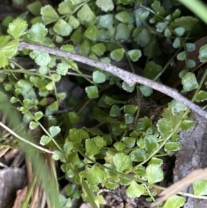 Asplenium flabellifolium at Paddys River, ACT - 26 Jun 2022 08:59 AM