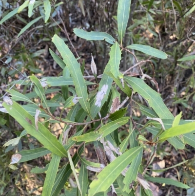 Lomatia myricoides (River Lomatia) at Tidbinbilla Nature Reserve - 25 Jun 2022 by Ned_Johnston