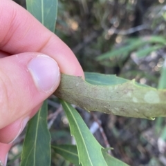 Lomatia myricoides at Paddys River, ACT - 26 Jun 2022 09:24 AM