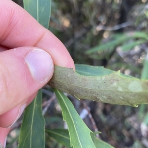 Lomatia myricoides at Paddys River, ACT - 26 Jun 2022 09:24 AM