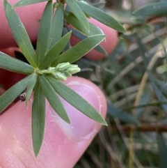 Leucopogon gelidus at Tidbinbilla Nature Reserve - 25 Jun 2022 by Ned_Johnston