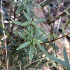 Leucopogon gelidus at Paddys River, ACT - 26 Jun 2022 09:37 AM