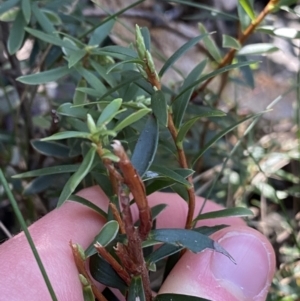 Leucopogon gelidus at Paddys River, ACT - 26 Jun 2022 09:37 AM