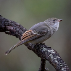 Pachycephala pectoralis (Golden Whistler) at Mount Majura - 21 Jul 2022 by Boagshoags